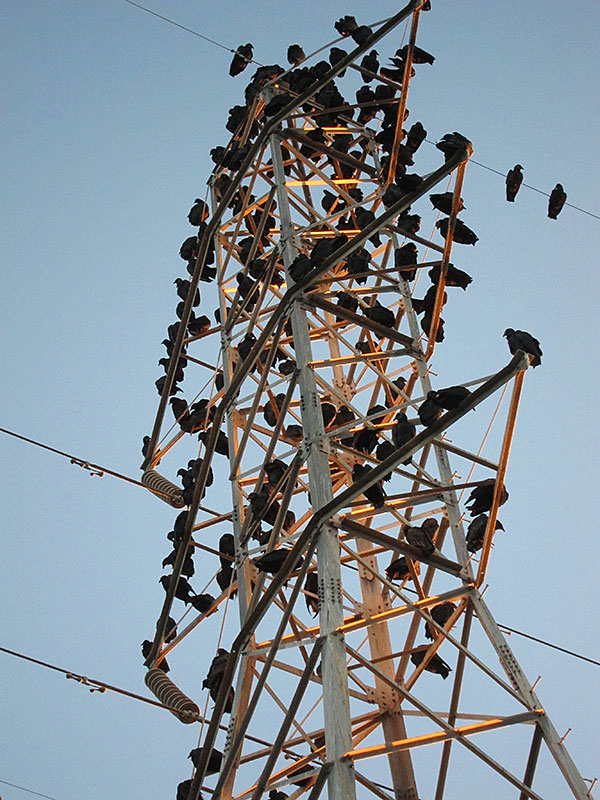 Photo - A big group of buzzards perched on a electricity transmission tower