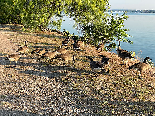 Photo: Canadian geese