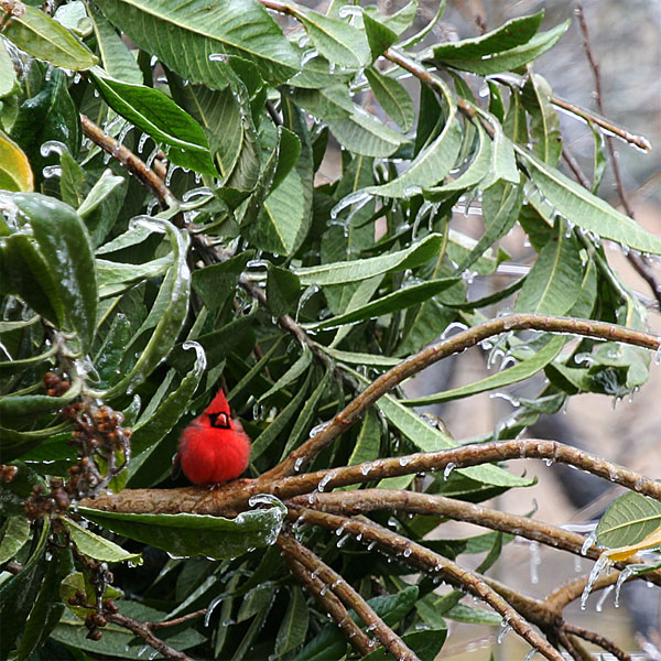 Photo - Cardinal perched in an icy loquat tree