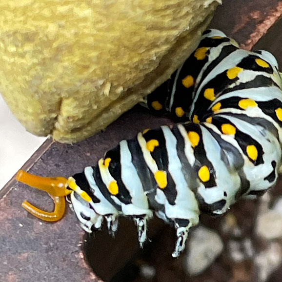 Photo - Black swallowtail butterfly larvae with exposed osmeterium