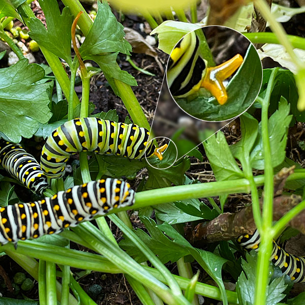 Photo - Closeup of a black swallowtail larva with exposed osmeterium