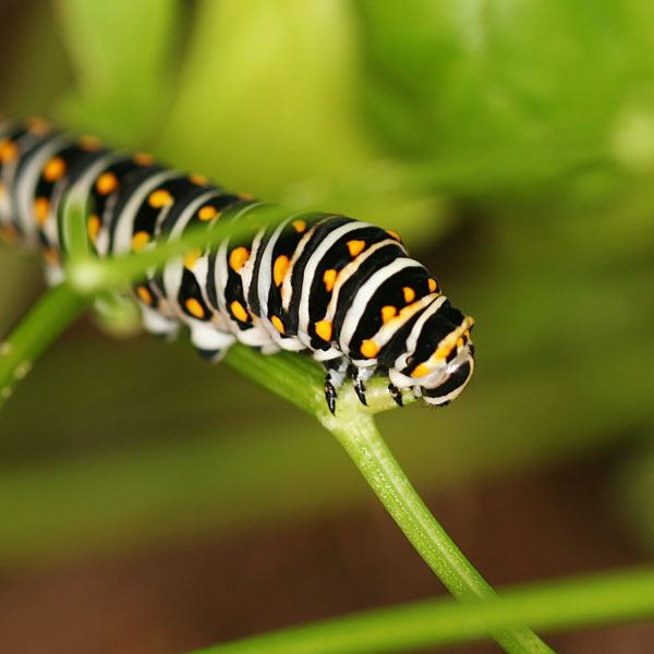 Photo - Closeup of a black swallowtail larva