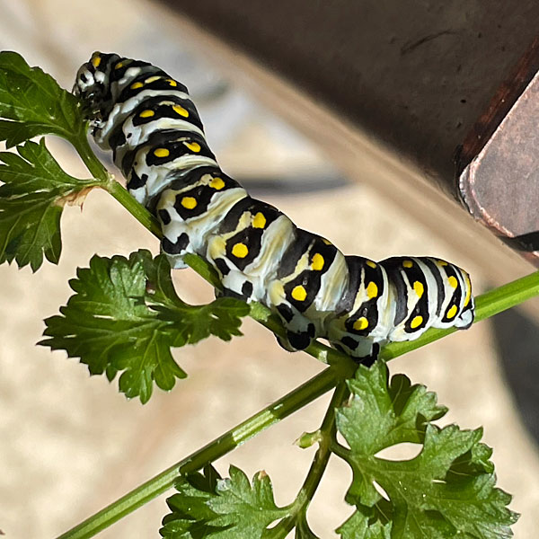 Photo - Closeup of a black swallowtail larva