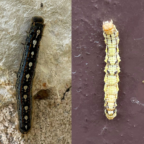 Photo of two caterpillars of different species