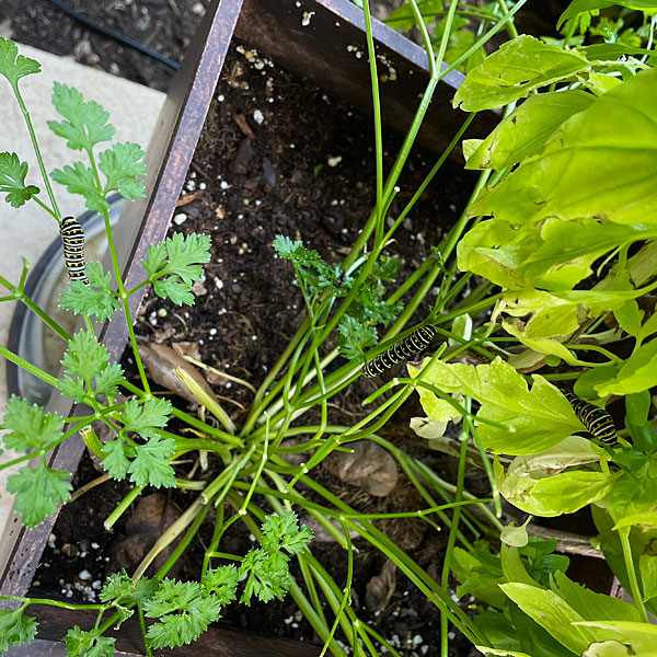 Photo - Black swallowtail butterfly larvae on a potted parsley plant