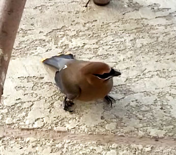 Photo - Stunned cedar waxwing after flying into a window