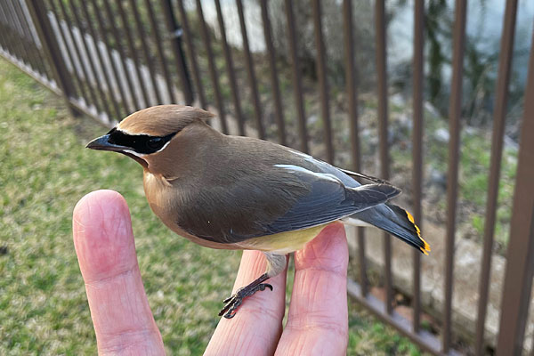 Photo - Cedar waxwing perched on my finger