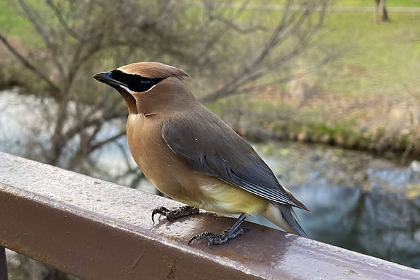 Photo - Cedar waxwing perched atop our back fence