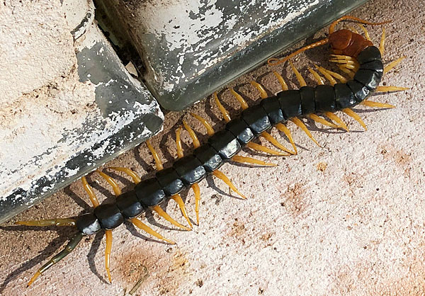 Photo - Redheaded centipede