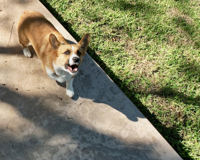 Photo: Corgi barking at a drone flying overhead