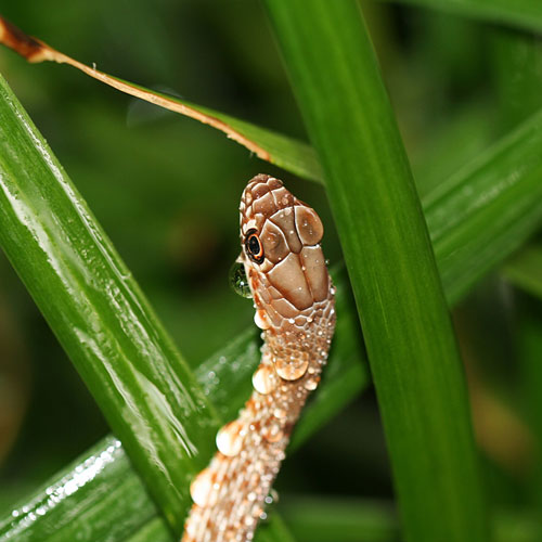 Photo - Western coachwhip among the leaves of a liriope