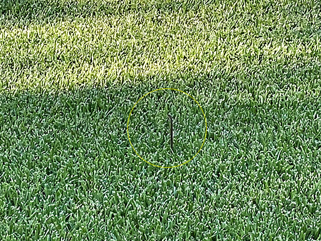 Photo: Coachwhip snake 'periscoping' in the grass