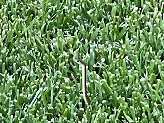 Photo: Coachwhip snake 'periscoping' in the grass