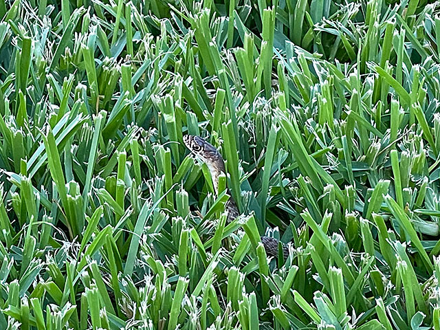 Photo: Coachwhip snake in the grass