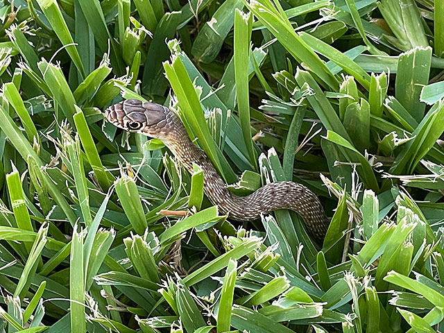Photo: Coachwhip snake in the grass