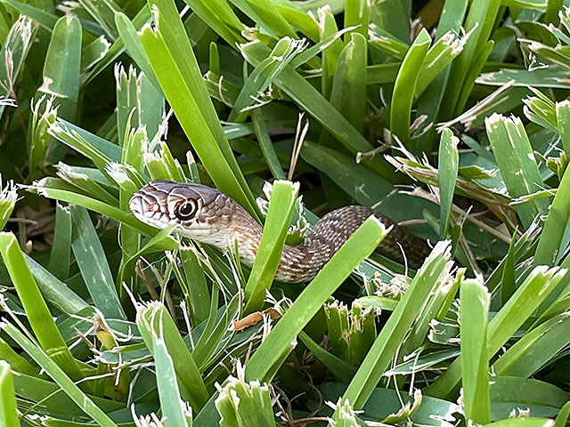 Photo: Coachwhip snake in the grass