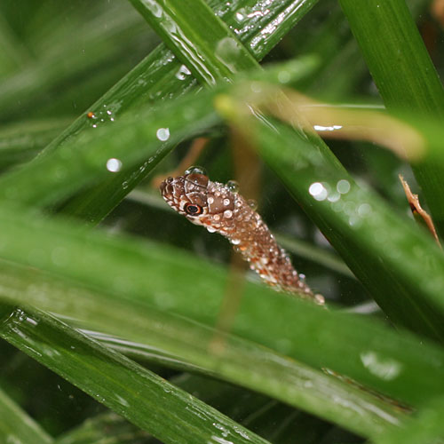 Photo - Western coachwhip among the leaves of a liriope