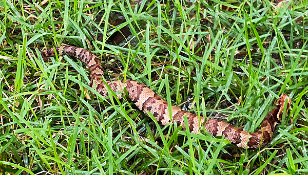 Photo - Juvenile cottonmouth resting in our lawn