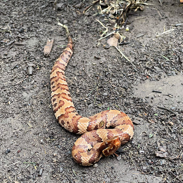 Photo - juvenile cottonmouth