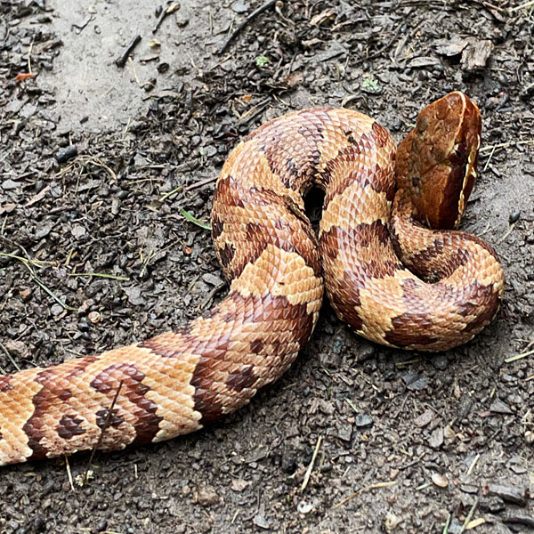 Photo - juvenile cottonmouth