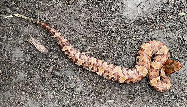 Photo - juvenile cottonmouth