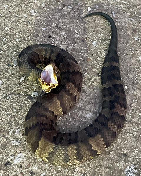 Photo - Cottonmouth snake with gaping mouth