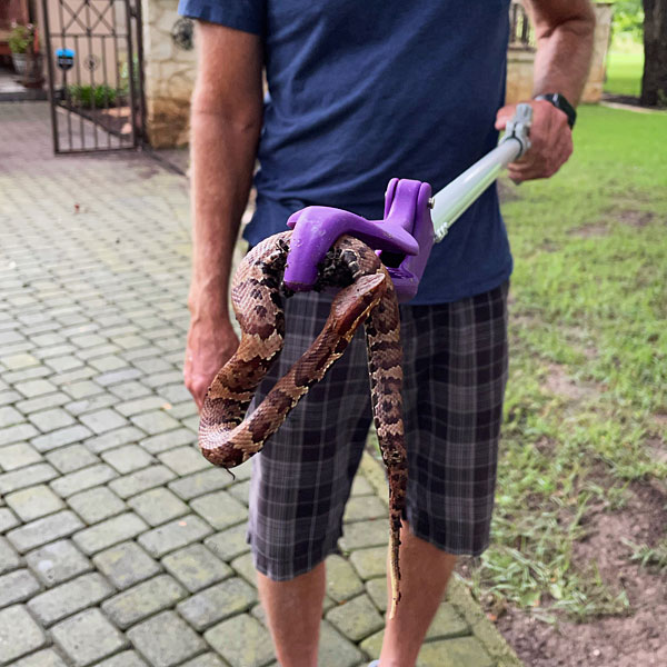 Photo - Juvenile cottonmouth held in tongs