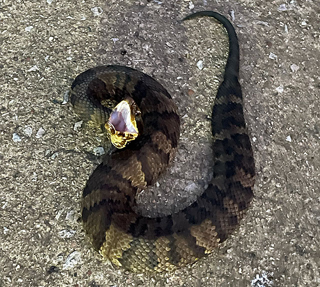 Photo: Cottonmouth in gaping posture