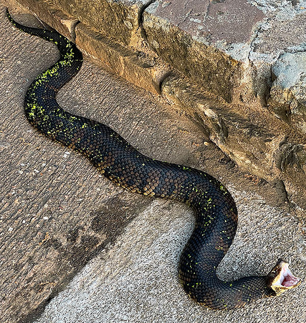 Photo: Cottonmouth snake on golf course cart path