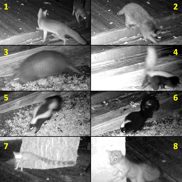 Photo collage - nighttime trail camera photos of various wildlife in our back yard