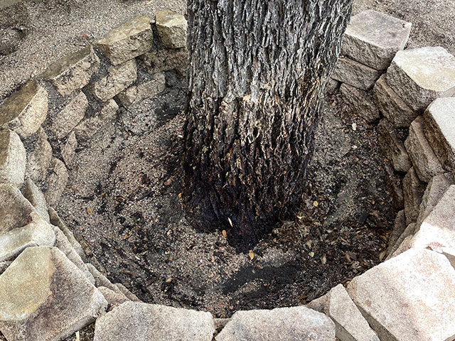 Photo: The ring around the base of the pecan tree that was hidden under the old deck