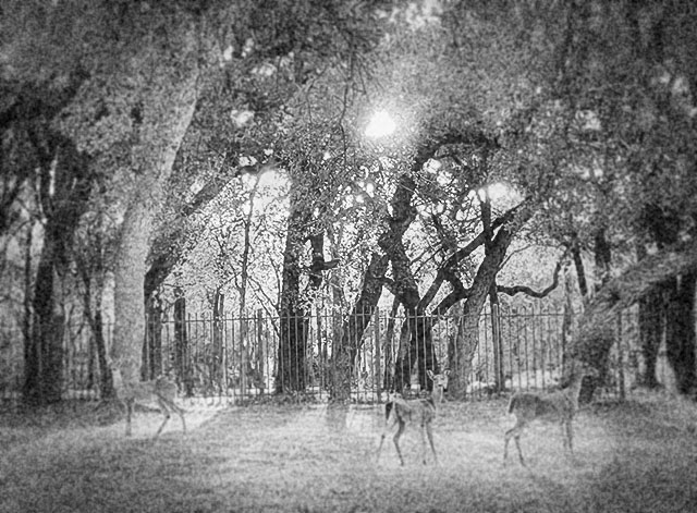 Grayscale photo: Three whitetail deer backlit against a setting sun filtered through the trees