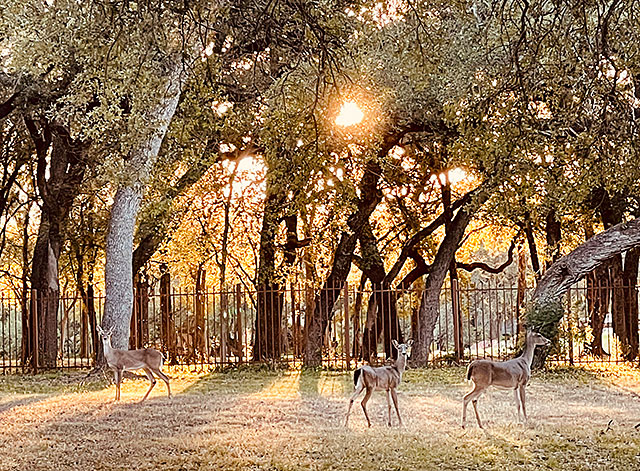 Color photo: Three whitetail deer backlit against a setting sun filtered through the trees