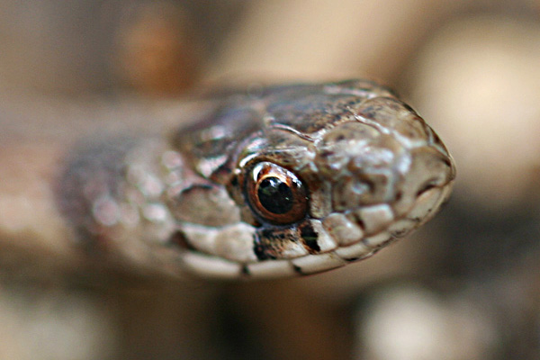 Photo - Closeup of the eye of a DeKay's brownsnake