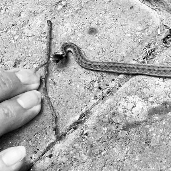 Black and white photo of a De Kay's brown snake flicking its tongue toward my wife's finger