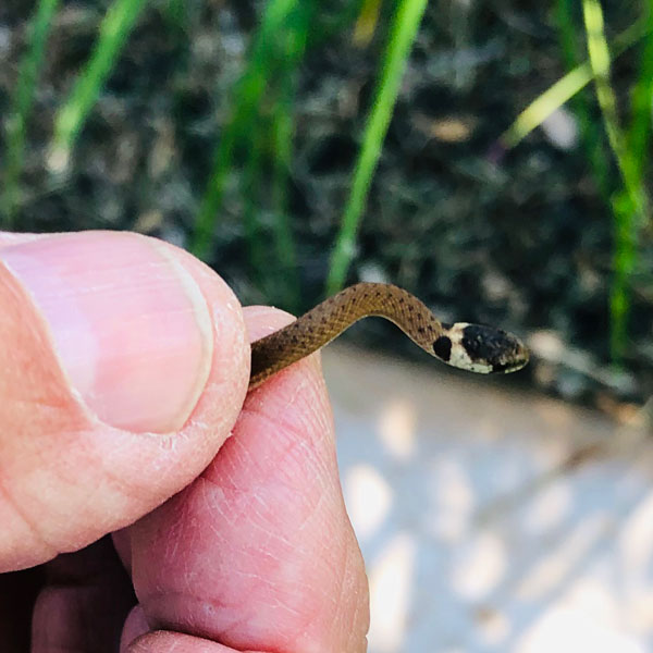 Photo - DeKay's brown snake