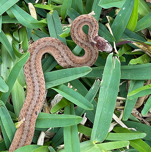 Color photo of a De Kay's brown snake in the grass