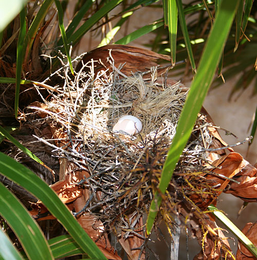 Dove nest with eggs in palm tree