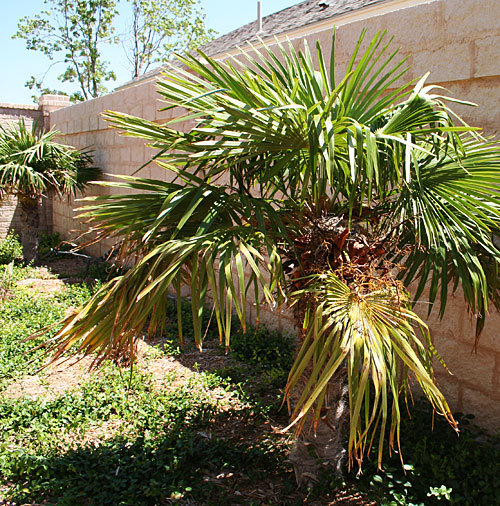 Dove nest in palm tree