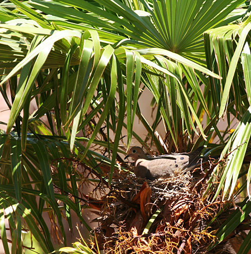 Dove nesting in palm tree