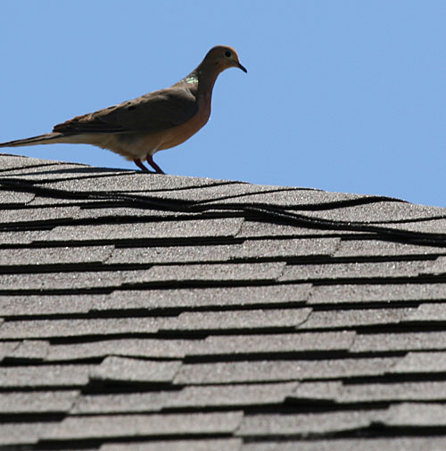 Dove on roof