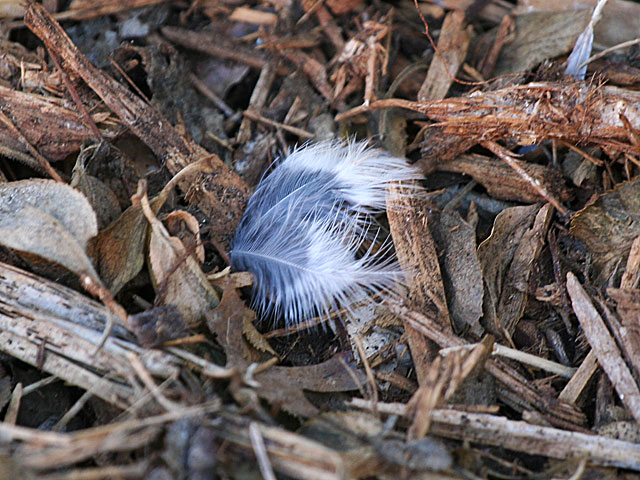 Dove feather on ground