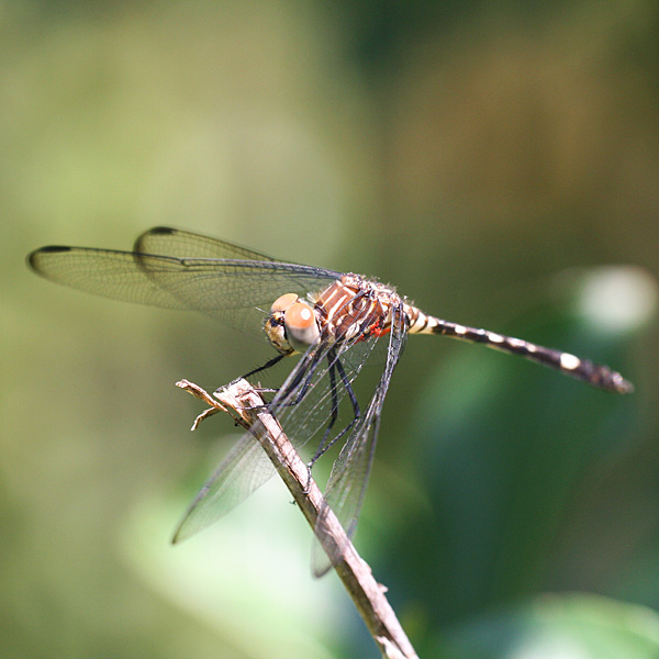 Photo - Dragonfly on crape myrtle