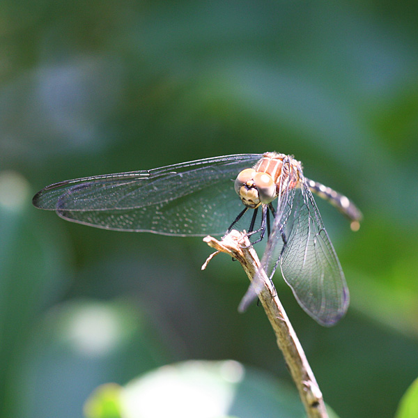 Photo - Dragonfly on crape myrtle