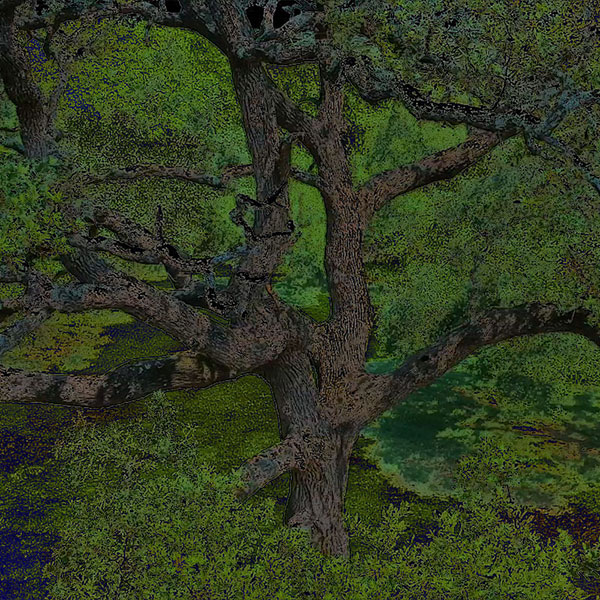 Photo - Tree viewed from a drone