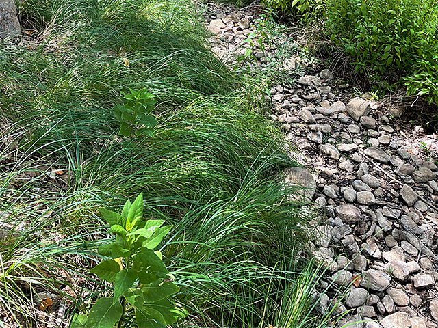 Photo: Dry bed of Pecan Creek, Horseshoe Bay, Texas