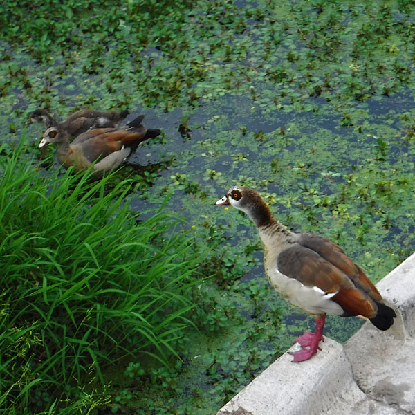 Photo - Egyptian geese - two adults and a juvenile