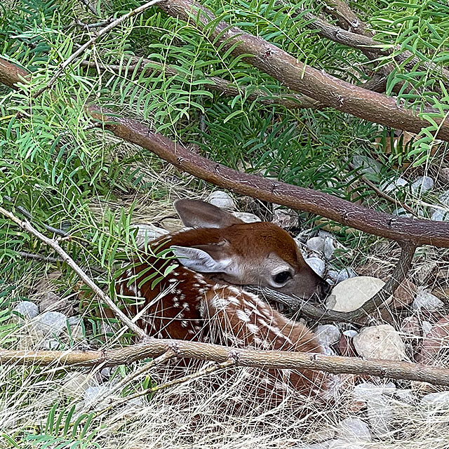 Photo: Fawn curled up under a mesquite branch
