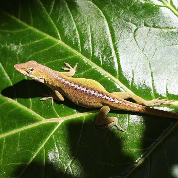 'Photo - Female Carolina anole