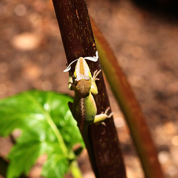 Photo - Female anole